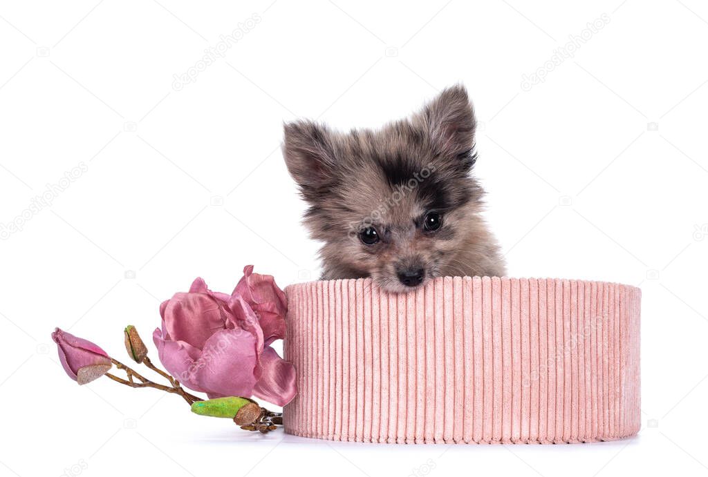 Very cute blue merle mixed breed Pomerian / Boomer puppy, sitting in pink corduroy basket. Looking towards camera with shiny dark eyes, while biting naughty in basket. Isolated on white background.