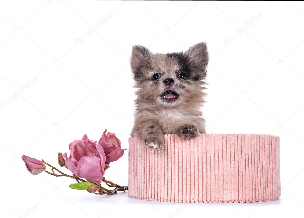 Very cute blue merle mixed breed Pomerian / Boomer puppy, sitting in pink corduroy basket. Looking towards camera with shiny dark eyes, mouth open showing teeth and tongue. Isolated on white background.