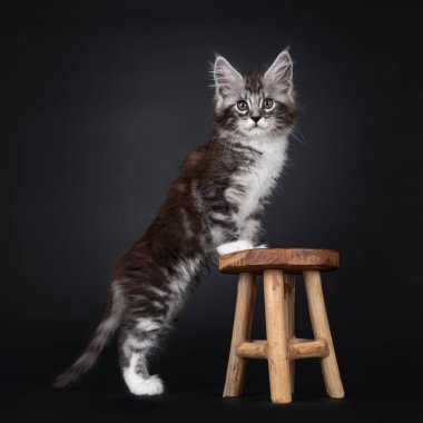 Yakışıklı gümüş tekir kedisi. 10 haftalık Maine Rakun kedisi. Küçük tahta taburede ön pençeleri olan bir kedinin yanında duruyor. Yeşilimsi gözlerle kameraya bakıyorum. Siyah arkaplanda izole.