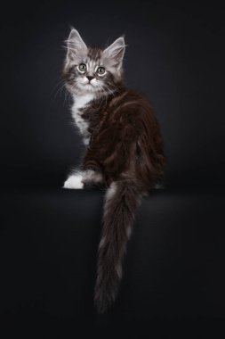 Yakışıklı, gümüş renkli tekir kedicik. 10 haftalık Maine Rakunu kedi yavrusu. Arkasına yaslanmış yeşil gözlerle kameraya bakıyor. Siyah arkaplanda izole.