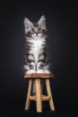 Yakışıklı gümüş tekir kedicik. 10 haftalık Maine Rakun kedisi. Küçük tahta taburede oturuyor. Yeşilimsi gözlerle kameraya bakıyorum. Siyah arkaplanda izole.