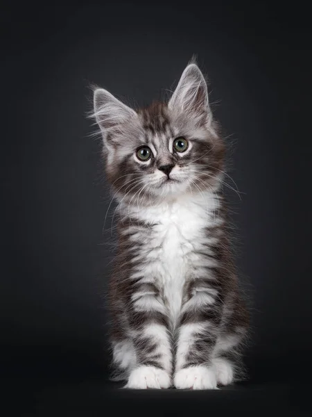 Schöne Silber Gestromte Wochen Alte Maine Coon Katzenkätzchen Sitzend Nach — Stockfoto