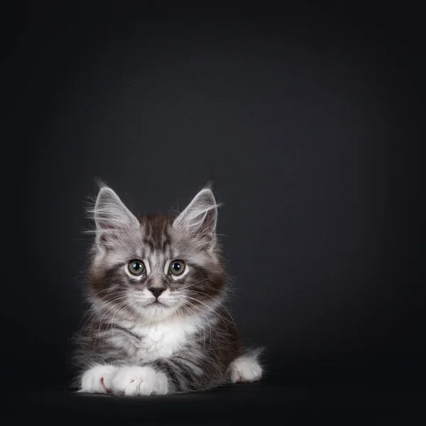 Hezké Stříbrné Tabby Týdnů Staré Koťátko Maine Mýval Ležící Tváří — Stock fotografie