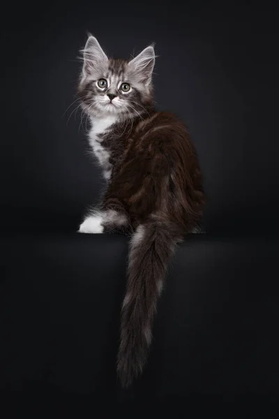 Handsome Silver Tabby Week Old Maine Coon Cat Kitten Sitting — Stock Photo, Image