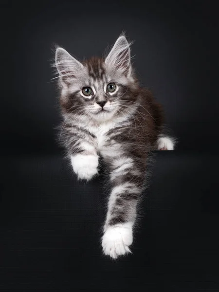 Bello Argento Tabby Settimane Maine Coon Gatto Gattino Sdraiato Fronte — Foto Stock
