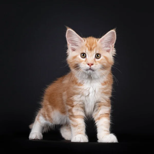 Allarme Rosso Argento Maine Coon Gatto Gattino Piedi Fronte Guardando — Foto Stock