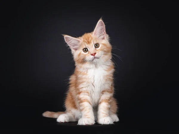Allarme Rosso Argento Maine Coon Gatto Gattino Seduto Fronte Guardando — Foto Stock