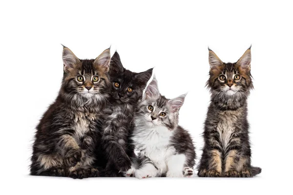 Fila Cuatro Gatos Maine Coon Multicolores Sentados Uno Lado Del — Foto de Stock