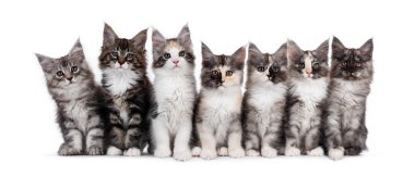 Yedi Maine Rakunu kedi yavrusundan oluşan bir grup. Farklı renk ve desenlerde. Yan yana oturuyorlar. Herkes kameraya bakıyor. Beyaz arkaplanda izole.