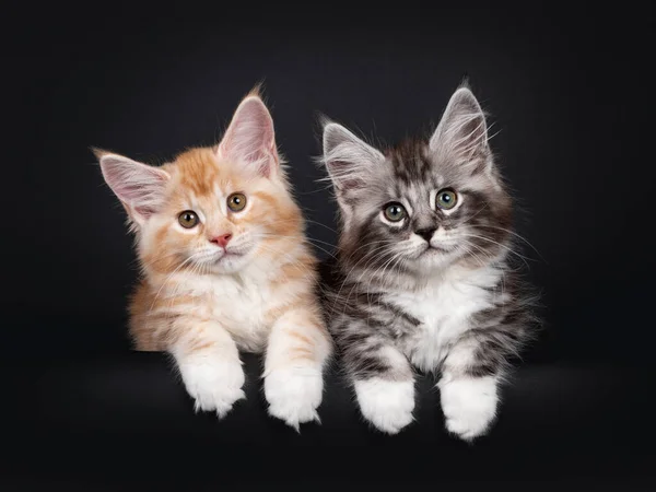 Duo Due Simpatici Gattini Maine Coon Distesi Uno Accanto All — Foto Stock