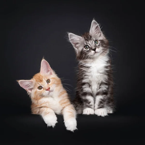 Zwei Süße Maine Coon Kätzchen Die Nebeneinander Liegen Sitzen Blick — Stockfoto