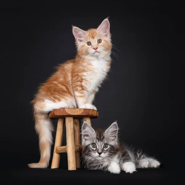 Duet Dwóch Uroczych Kociaków Maine Coon Siedzących Leżących Obok Małego — Zdjęcie stockowe