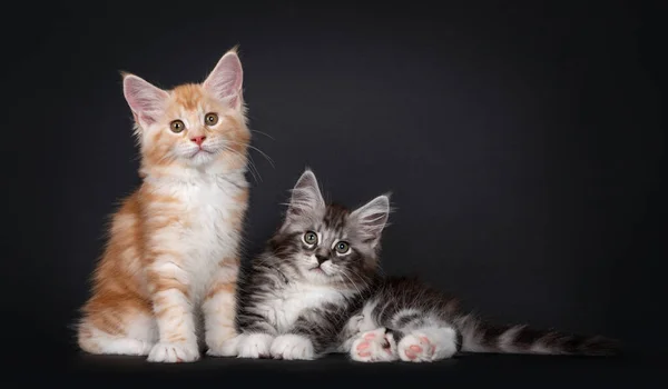 Zwei Süße Maine Coon Kätzchen Die Nebeneinander Liegen Sitzen Blickt — Stockfoto