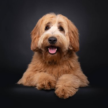 Dost canlısı kırmızı kayısı genç yetişkin Labradoodle / Cobberdog, yüzüstü yere yatıyordu. Kahverengi gözlü kameraya doğru bakıyor. Siyah arka planda izole edilmiş. Ağzını aç, dilini çıkar..