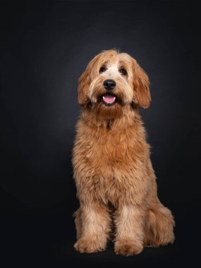 Dost canlısı kırmızı kayısı genç yetişkin Labradoodle / Cobberdog, yüzünü dikmiş kahverengi gözleriyle kameraya bakıyor. Siyah arka planda izole edilmiş. Dilini çıkar, ağzını aç..