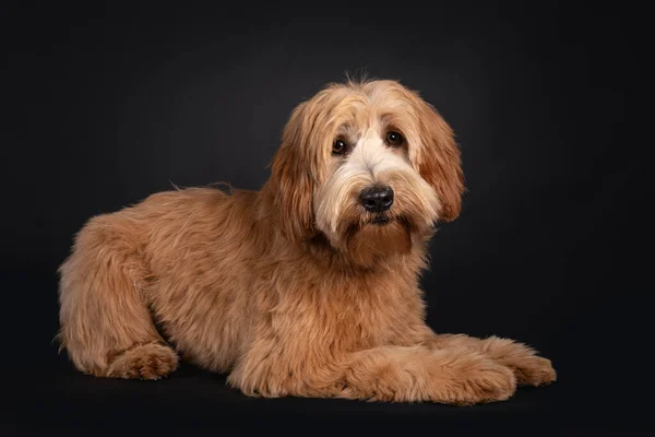 Vriendelijke Rode Abrikoos Jong Volwassen Labradoodle Cobberdog Liggend Aan Zijkant — Stockfoto