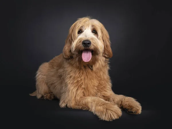 Vriendelijke Rode Abrikoos Jong Volwassen Labradoodle Cobberdog Liggend Aan Zijkant — Stockfoto