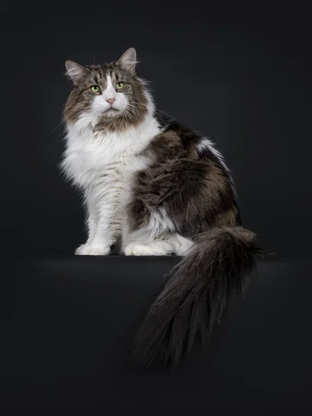 Majestic Senior Norwegian Forestcat Sitting Side Ways Edge Tail Hanging — Stock Photo, Image