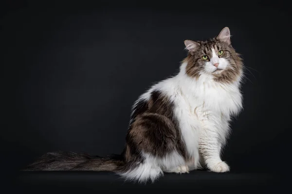 Majestic Senior Norwegian Forestcat Sentado Lado Mirando Cámara Con Ojos — Foto de Stock