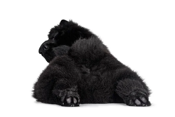 Majestic solid black Chow Chow dog pup, laying down backwards. Looking over shoulder  towards camera. Hind paws stretched like seal.