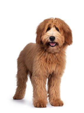 Tatlı kırmızı / abricot Avustralya Cobberdog / Labradoodle köpek yavrusu, öne bakıyor. Kameraya bakıyor, ağzı açık ve dili dışarıda. Beyaz arkaplanda izole.