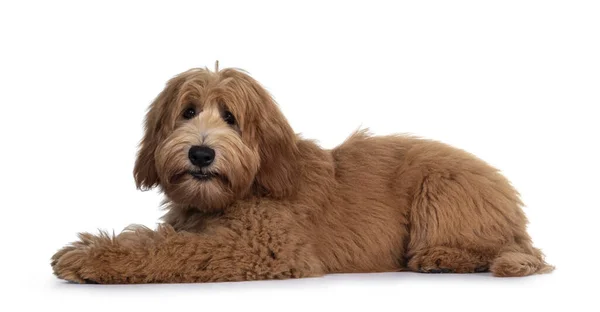 Cute Czerwony Abricot Australijski Cobberdog Labradoodle Pies Szczeniak Ustanawiające Boczne — Zdjęcie stockowe