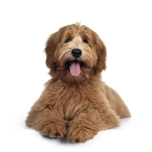 Cachorro Cão Labradoodle Vermelho Abreviado Adorável Deitado Frente Para Baixo — Fotografia de Stock