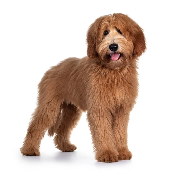 Cute Red Abricot Australian Cobberdog Labradoodle Dog Pup Standing Side — 스톡 사진