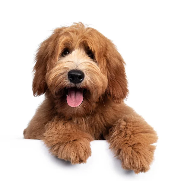 Tatlı kırmızı / abricot Avustralya Cobberdog / Labradoodle köpek yavrusu, yüzüstü yere yatıyordu. Ağız açık, pembe dil dışarı. Beyaz arka planda izole edilmiş. Pençeler kenarda sallanıyor.