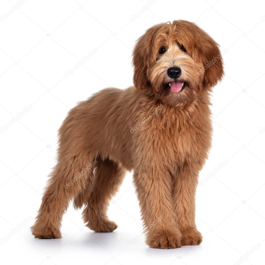 Cute red / abricot Australian Cobberdog / Labradoodle dog pup, standing side ways. Looking at camera, mouth open and tongue out. Isolated on white background.