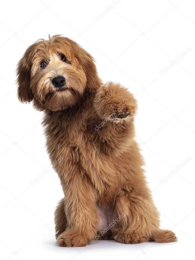 Cute red / abricot Australian Cobberdog / Labradoodle dog pup, sitting up with one paw high in air. Mouth closed. Isolated on white background.