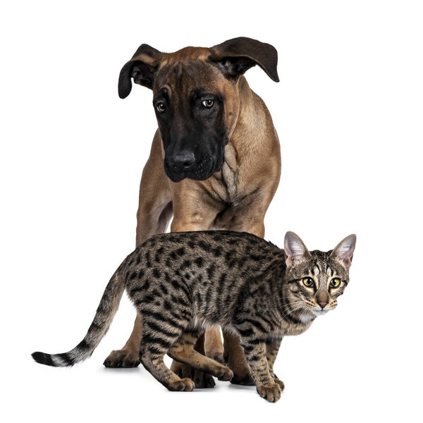 Savannah F7 cat and Boerboel malinois cross breed dog, playing together. Cat walking in front of dog standing behind it. Isolated on white background.