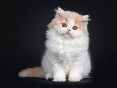 Beyaz İngiliz Uzun Saçlı kedi yavrusuyla pofuduk krema, önde oturuyor. Turuncu gözlerle kameraya bakıyorum..