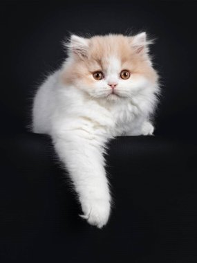 Beyaz İngiliz Uzun Saçlı kedi yavrusuyla pofuduk krema, yüz üstü uzanıyor. Turuncu gözlü kameraya bakıyorum. Bir patisi kenardan sarkıyor.