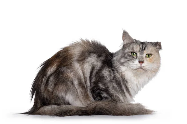 Süße Silberne Schildpatt Maine Coon Katze Die Sich Seitlich Hinlegt — Stockfoto