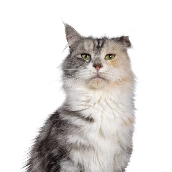 Head Shot Cute Silver Tortie Maine Coon Cat Looking Camera — Stock Photo, Image