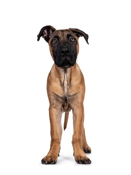 Bonito Boerboel Malinois Mestiço Cão Frente Para Frente Cabeça Para — Fotografia de Stock