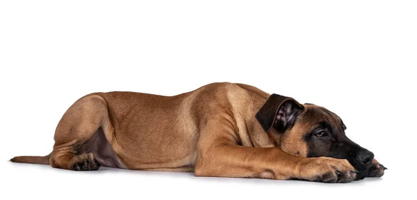 Schöner Boerboel Malinois Mischlingshund Der Seitliche Wege Legt Kopf Nach — Stockfoto