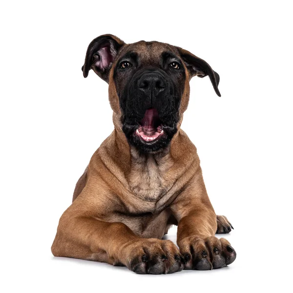 Bonito Boerboel Malinois Mestiço Cão Deitado Frente Para Baixo Cabeça — Fotografia de Stock