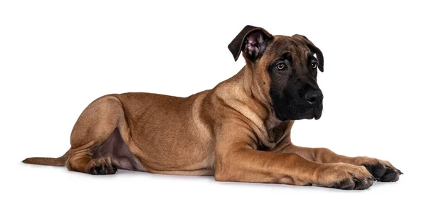 Handsome Boerboel Malinois Crossbreed Dog Laying Side Ways Head Looking Stock Image