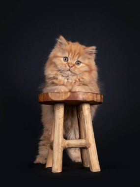 Yumuşak, katı kırmızı İngiliz Uzun saçlı kedicik, küçük tahta taburesinin arkasında duruyor. Kameraya doğru bakıyorum. Siyah arkaplanda izole.