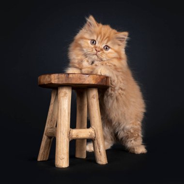 Yumuşak, sert, kırmızı İngiliz Uzun saçlı kedicik, ön pençeleri küçük tahta taburede duruyor. Kameraya doğru bakıyorum. Siyah arkaplanda izole.