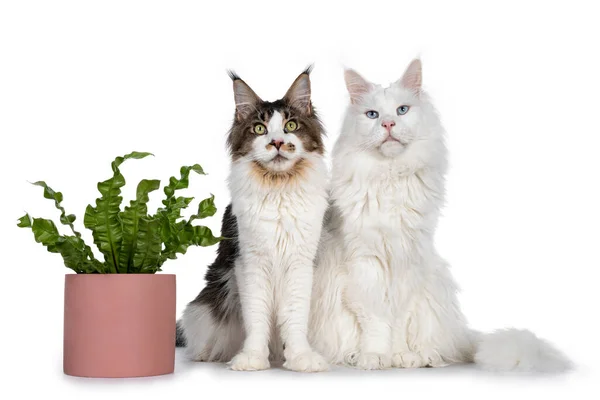 Jóképű Maine Mosómedve Macskák Mellett Zöld Növény Ban Rózsaszín Pot — Stock Fotó