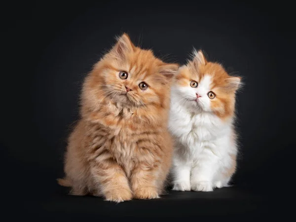 Bolyhos Duó Brit Longhair Cica Álló Egymás Mellett Keresi Kamera — Stock Fotó