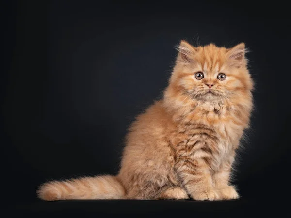 Fluffy Sólido Rojo Británico Longhair Gatito Sentado Lado Maneras Mirando — Foto de Stock