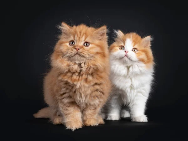 Flauschiges Paar Britischer Langhaar Kätzchen Die Nebeneinander Stehen Der Blick — Stockfoto