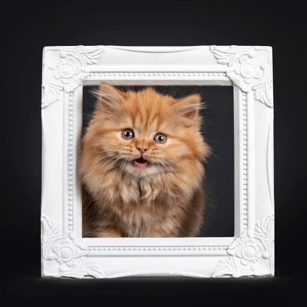 Fluffy Solid Red British Longhair Kitten Standing Head White Photoframe — Stock Photo, Image