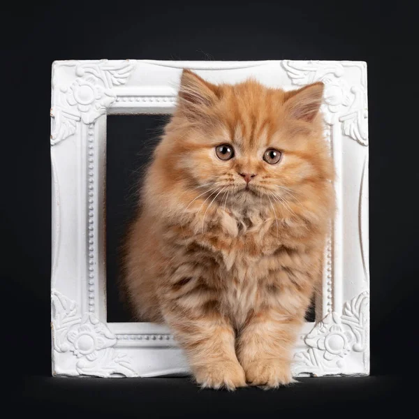 Fluffy Solid Red British Longhair Kitten Standing White Photoframe Looking — Stock Photo, Image