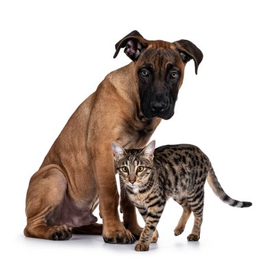 Yakışıklı Boerboel / Malinois melez köpeği, yan yana oturuyor. Savannah kedisi önünden geçiyor. Her ikisi de kameranın yanında ışıl ışıl parlayan gözlerle bakıyordu. Beyaz arkaplanda izole.