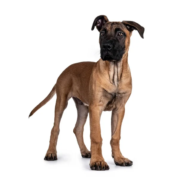 Knappe Boerboel Malinois Kruising Hond Aan Zijkant Hoofd Omhoog Kijkend — Stockfoto